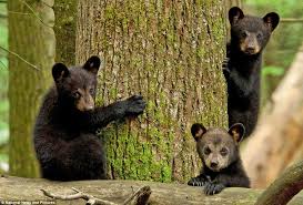 bear cubs around tree